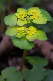 Attēlu rezultāti vaicājumam “Chrysosplenium alternifolium”