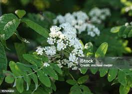 Attēlu rezultāti vaicājumam “Sorbus aucuparia flower”