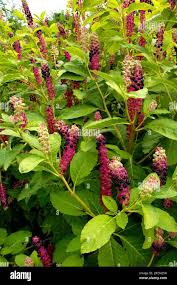 Attēlu rezultāti vaicājumam “Phytolaccaceae”