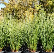 Attēlu rezultāti vaicājumam “Juncus effusus”