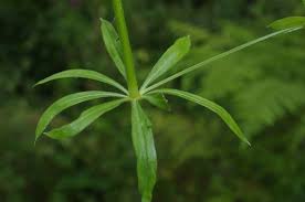 Attēlu rezultāti vaicājumam “Galium rivale”