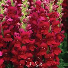Image result for Antirrhinum majus maximum