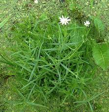 Attēlu rezultāti vaicājumam “Stellaria palustris”
