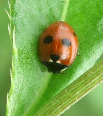 Attēlu rezultāti vaicājumam “Coccinella quinquepunctata”