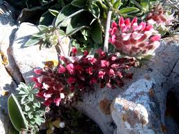 Attēlu rezultāti vaicājumam “Anthyllis vulneraria”