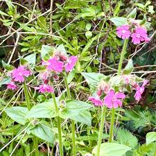 Attēlu rezultāti vaicājumam “Silene baccifera”