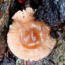 Attēlu rezultāti vaicājumam “Diderma tigrinum stalked”