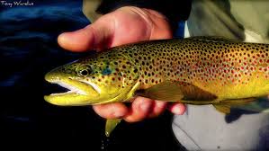 Image result for Microgadus tomcod