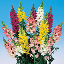 Attēlu rezultāti vaicājumam “Antirrhinum majus”