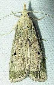 Attēlu rezultāti vaicājumam “Aphomia sociella female”