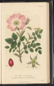 Image result for Rosa canina