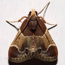 Attēlu rezultāti vaicājumam “Pyralis farinalis”