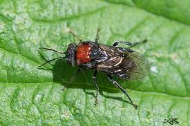 Attēlu rezultāti vaicājumam “Eriocampa ovata”