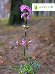 Attēlu rezultāti vaicājumam “Silene viscaria leaf”