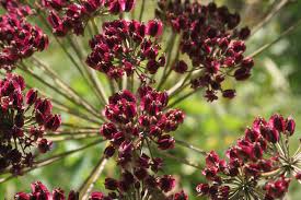 Attēlu rezultāti vaicājumam “Laserpitium latifolium bud”