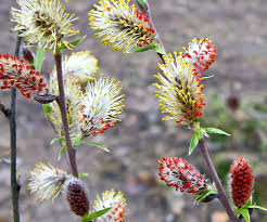 Attēlu rezultāti vaicājumam “Salix x doniana”