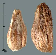 Attēlu rezultāti vaicājumam “Sparganium minimum fruit”