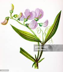 Attēlu rezultāti vaicājumam “Lathyrus sylvestris bud”