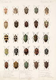 Attēlu rezultāti vaicājumam “Heteroptera”