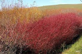 Attēlu rezultāti vaicājumam “Cornus sericea”