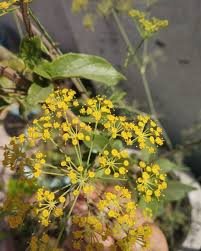 Attēlu rezultāti vaicājumam “Anethum graveolens flower”