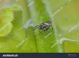 Attēlu rezultāti vaicājumam “Heliophanus sp.”