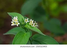 Attēlu rezultāti vaicājumam “Vincetoxicum hirundinaria flower”