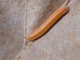 Attēlu rezultāti vaicājumam “Polyzonium germanicum”