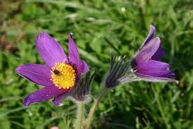 Image result for Kuhschelle