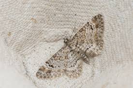 Attēlu rezultāti vaicājumam “Gymnoscelis rufifasciata”