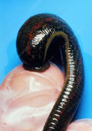 Attēlu rezultāti vaicājumam “Hirudinea”