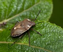 Attēlu rezultāti vaicājumam “Chlorochroa pinicola”