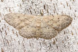 Attēlu rezultāti vaicājumam “Idaea seriata”