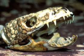 Attēlu rezultāti vaicājumam “Anguis fragilis adult”