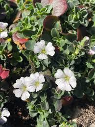 Attēlu rezultāti vaicājumam “Gypsophila fastigiata flower”