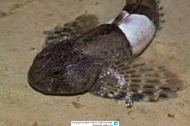 Image result for Myoxocephalus octodecemspinosus