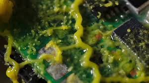 Attēlu rezultāti vaicājumam “Physarum obscurum macro”