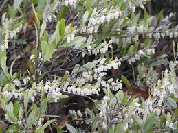 Attēlu rezultāti vaicājumam “Chamaedaphne calyculata fruit”