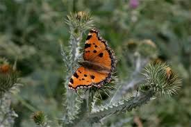 Attēlu rezultāti vaicājumam “Nymphalis xanthomelas”