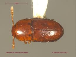 Attēlu rezultāti vaicājumam “Leiodidae”