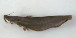 tNRM13894.jpg