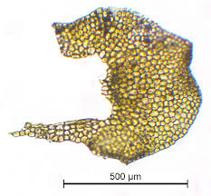 Attēlu rezultāti vaicājumam “Porella cordaeana”
