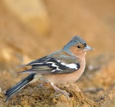 Attēlu rezultāti vaicājumam “Fringilla coelebs male”