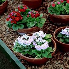 Image result for Primula malacoides