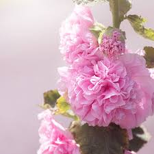 Attēlu rezultāti vaicājumam “Alcea rosea”