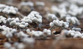 Attēlu rezultāti vaicājumam “Physarum notabile”