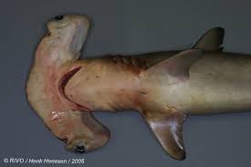 Image result for Sphyrna