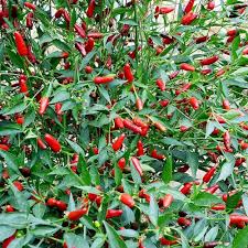 Afbeeldingsresultaat voor thai bird pepper hot pepper