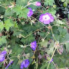 Image result for Geranium pratense