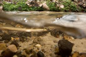 Attēlu rezultāti vaicājumam “Lampetra planeri”